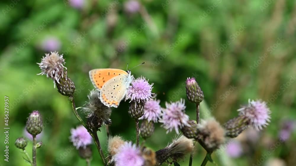 farfalla insetti  