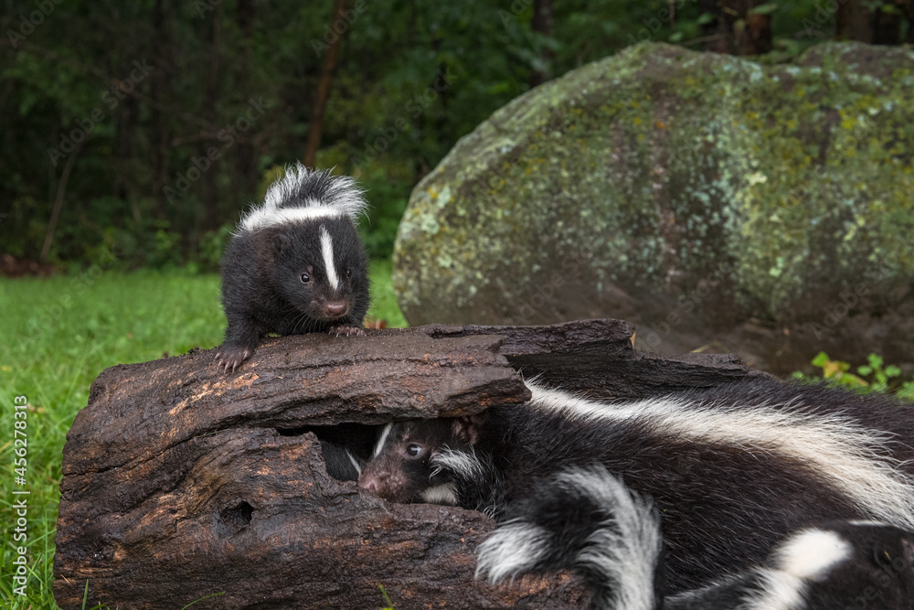 Striped Skunk (Mephitis mephitis) Kit on Log Another Inside Summer Striped Skunk (Mephitis mephitis) Kit on Log Another Inside Summer