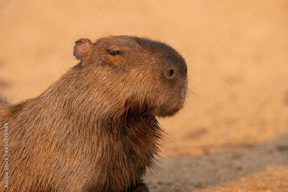 The capybara (Hydrochoerus hydrochaeris) The capybara (Hydrochoerus hydrochaeris)