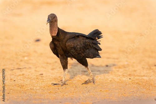 The black vulture (Coragyps atratus) photo