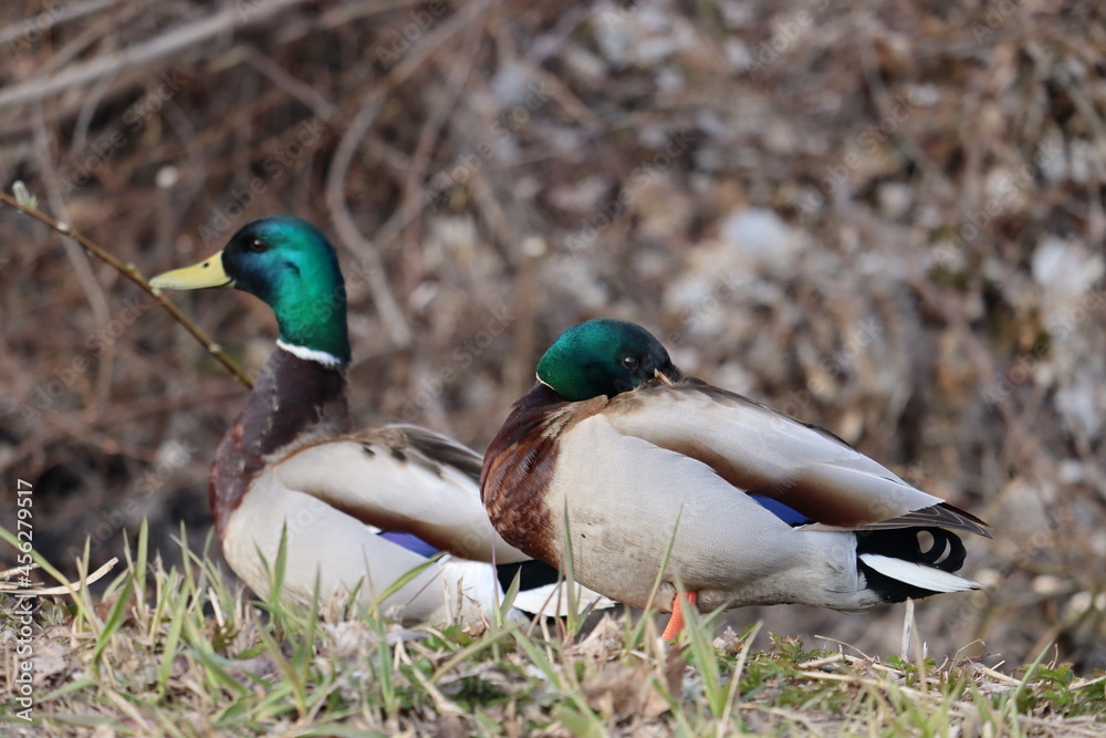 duck in the park