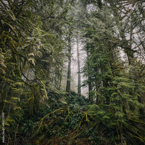 Fototapeta Naklejka Na Ścianę i Meble -  Foggy Forest