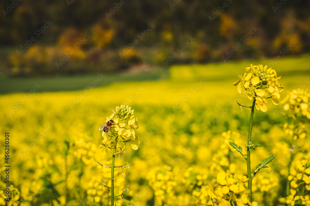 Obraz premium A bee collecting nectar from a yellow blooming white mustard blossom.
