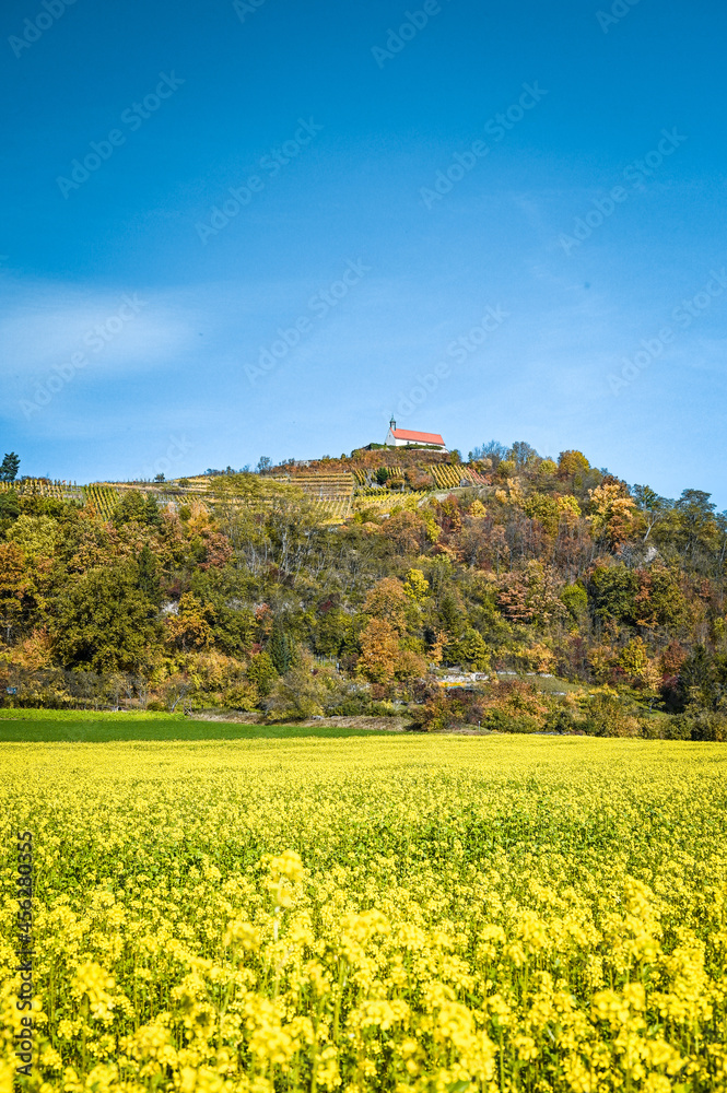 Scenic autumnal landscape of yellow blooming fields of white mustard and the St. Remigius chapel (Wurmlingen Chapel)