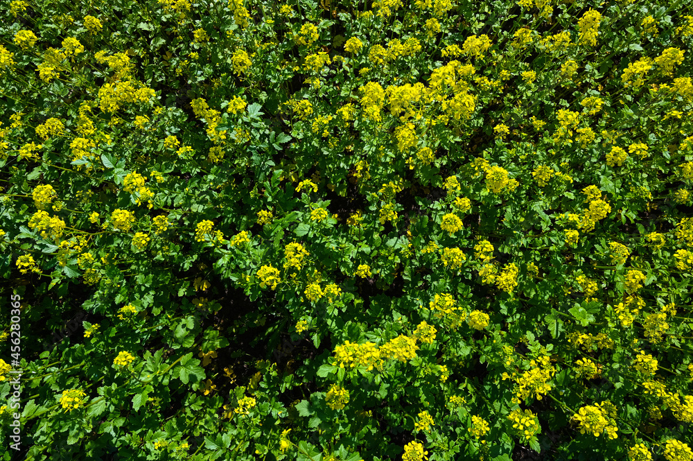 Aerial view of a yellow blooming field of white mustard. Aerial view of a yellow blooming field of white mustard.