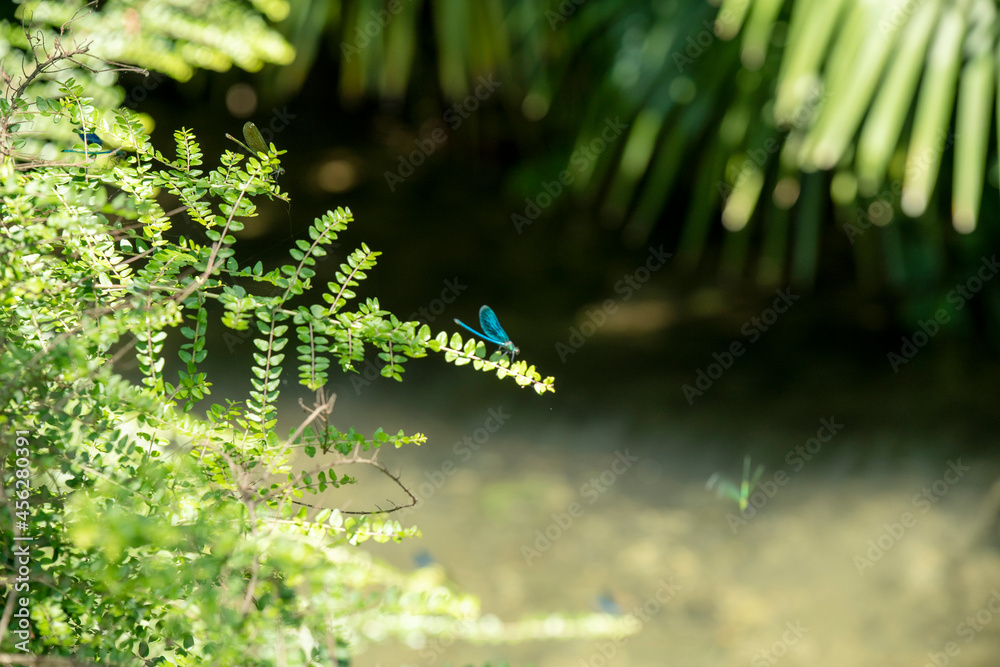 green palm tree over the river and blue dragonflies fly around