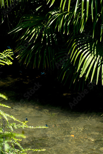 Fototapeta Naklejka Na Ścianę i Meble -  green palm tree over the river and blue dragonflies fly around