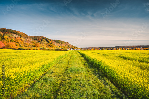 Scenic view of a straight field path that leads through a yellow blooming field of white mustard. Autumnal forest hills are in the background. photo
