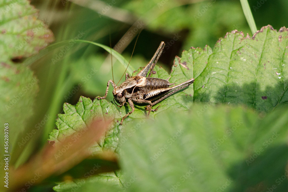 brown grasshopper sits on a green leaf brown grasshopper sits on a green leaf