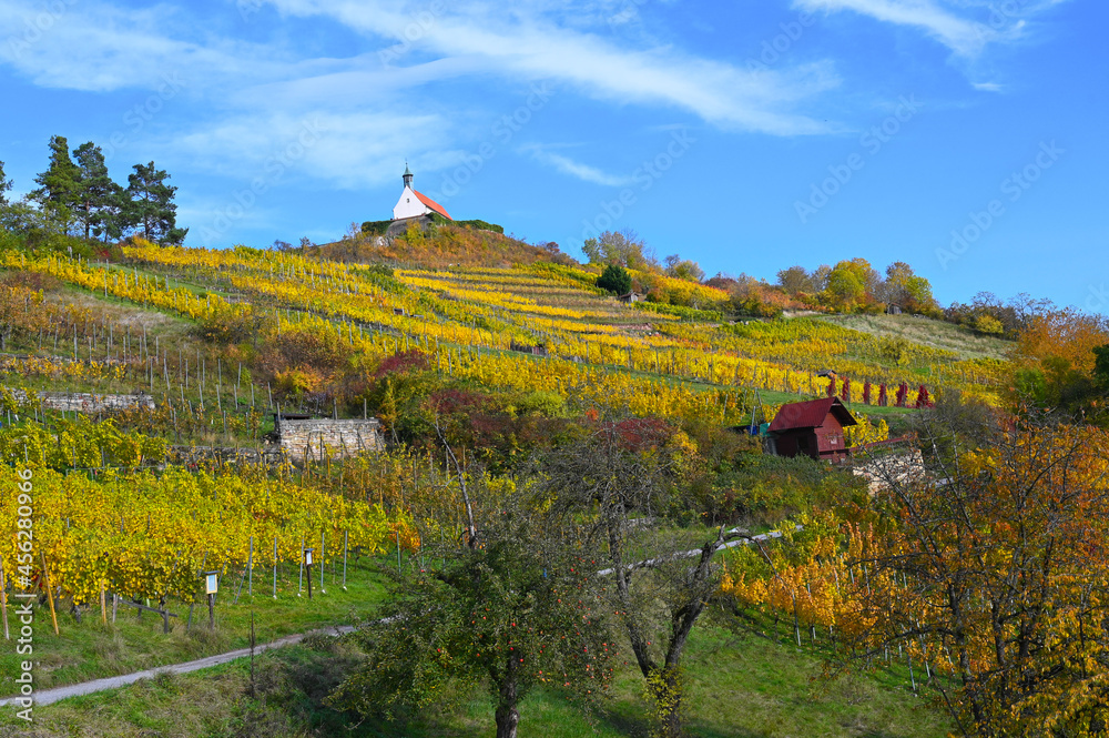 Autumnal scenery showing the St. Remigius Chapel (Wurmlingen Chapel) on the top of a yellow-colored vineyard under a partly-cloudy sky.
