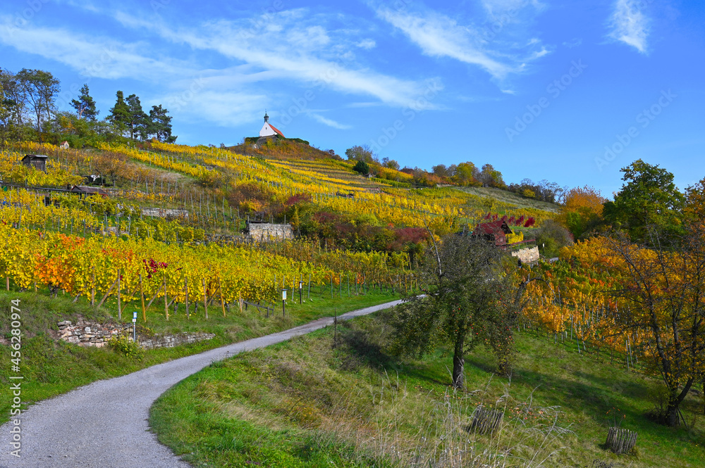 Panoramic view of the St. Remigius chapel on the top of an autumnal vineyard under a clear blue sky. A small way is leading along the colorful vineyard.
