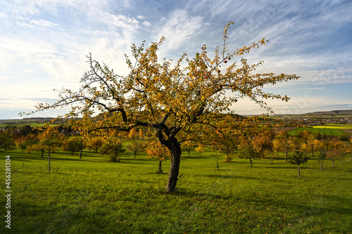 A yellow colored apple tree standing in the autumnal countryside under a partly cloudy sky. photo