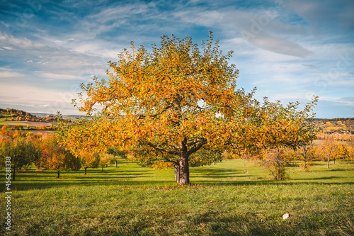 A yellow colored apple tree standing in the autumnal countryside under a partly cloudy sky.