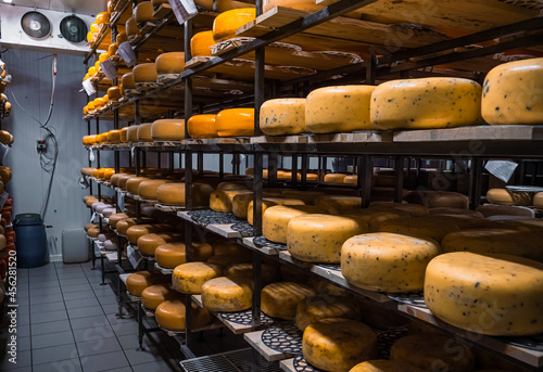 Wheels of cheese in a maturing storehouse dairy cellar on shelves