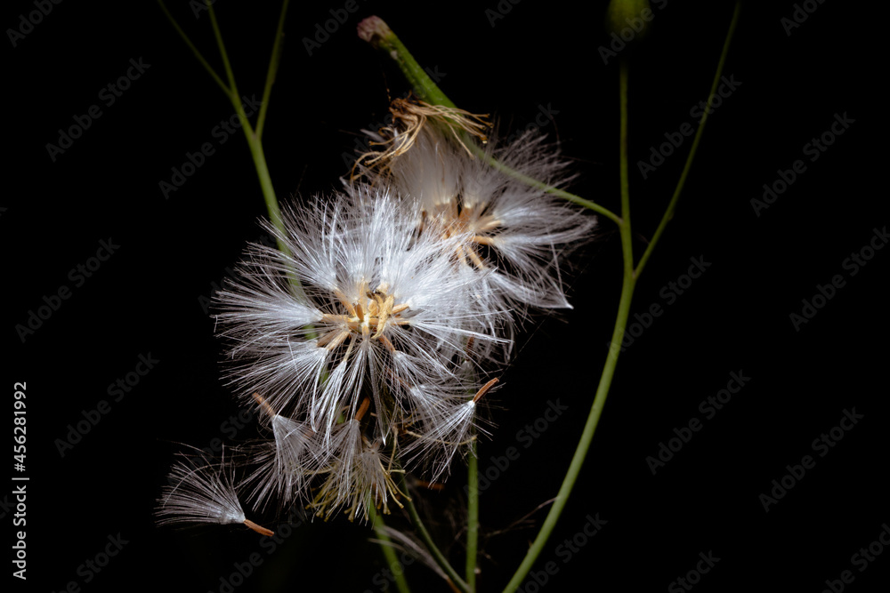Dandelion at night in the forest. Dandelion at night in the forest.