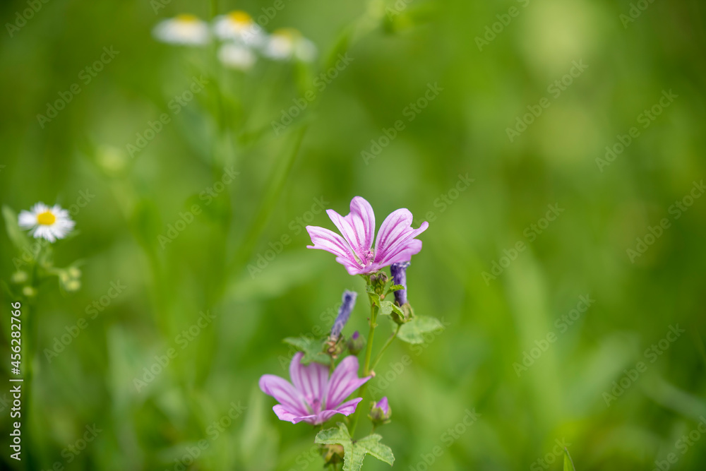 beautiful flowers on a gentle green background beautiful flowers on a gentle green background