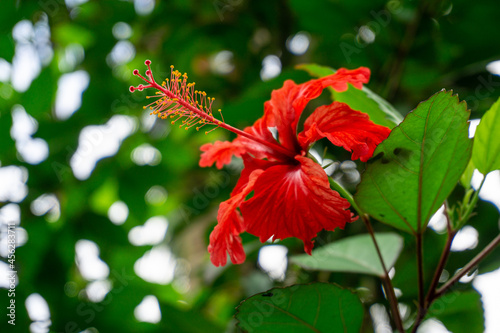 Close up of Puero Rico's Flor de maga in El Yunque, Puerto Rico photo