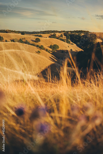 Landscape of Zagajicka Brda, Deliblatska Pescara, Serbia. Sand dunes covered with grass.