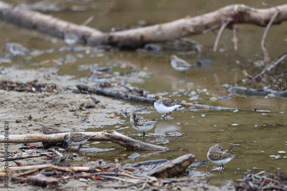 Fototapeta premium Plover 2