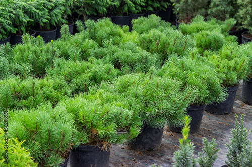 Rows of seedlings of coniferous trees in pots. Ornamental plant nursery products