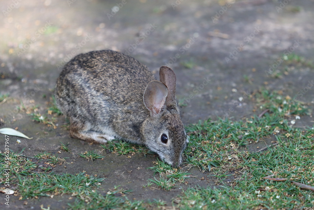 Fototapeta premium Cotton Tail
