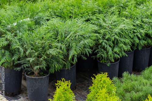 
Rows of seedlings of western thuja Selena in pots. Ornamental plant nursery products