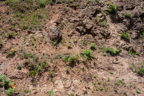 a part of wet soil on slop with small plants at the edge of the hill, wet soil texture with plant