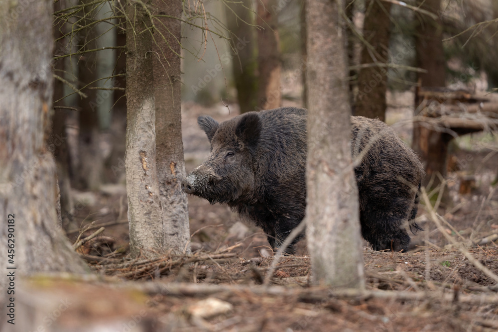 Wild boar hides in the forest. European wildlife during spring season. Huge boar between trees. Wild boar hides in the forest. European wildlife during spring season. Huge boar between trees.