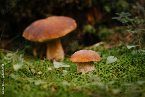 Edible boletus mushrooms close-up in the summer forest. Concept of organic food.