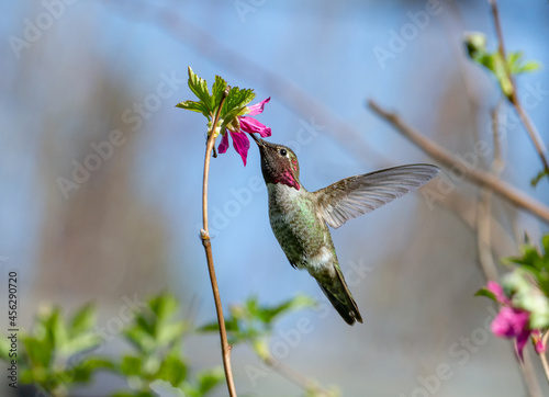 Anna's Hummingbird hovering in front of a wild Salmonberry flower (Calypte anna)