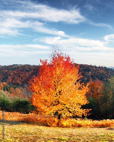 Picturesque autumn mountains with red beech forest in the foreground. Landscape photography
