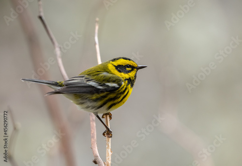 Canvas-taulu Townsend's Warbler perched on a twig during spring migration (Setphaga townsendi