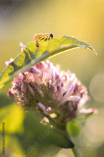 Raupe auf einem Blatt