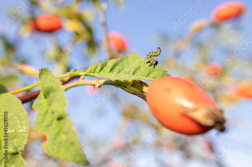 Raupe frisst Blatt einer Hagebutte