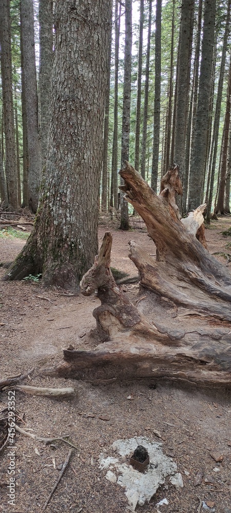 Obraz premium forest in the forest