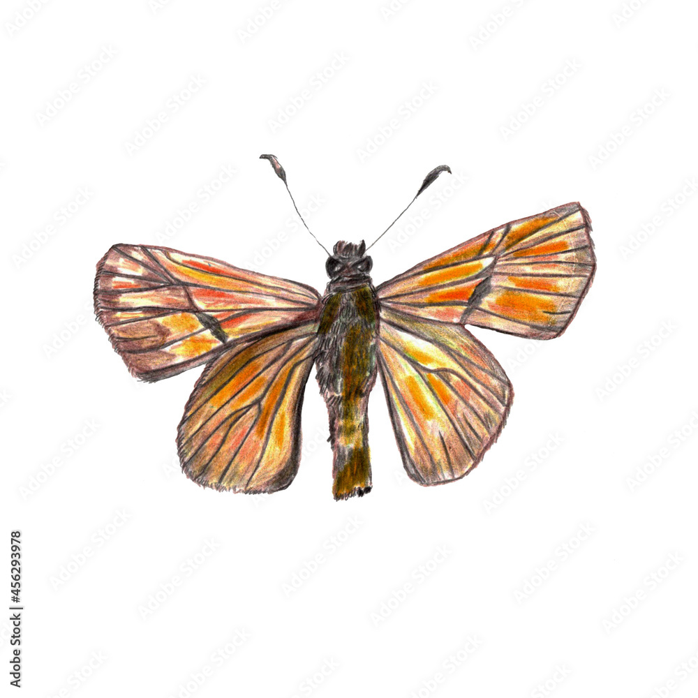 Obraz premium Orange fluffy unusual realistic drawn butterfly, realistic