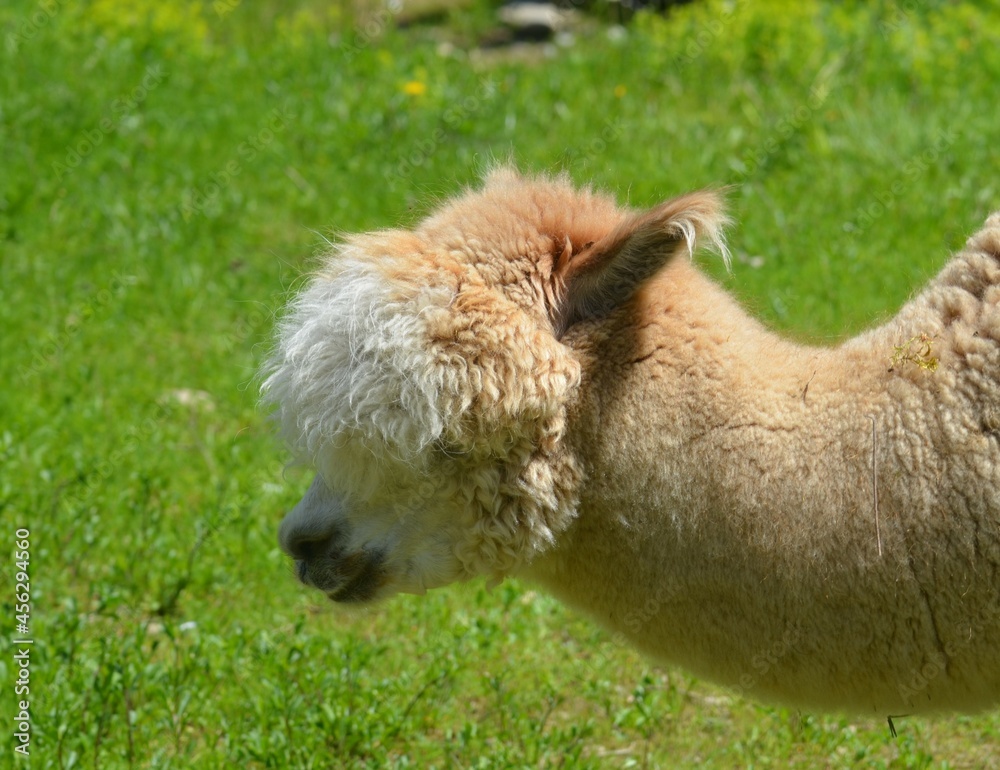 Obraz premium Alpaka