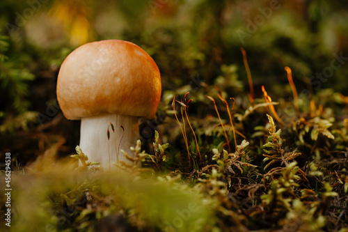 Close-up of a small edible mushroom on green moss and grass in a sunny summer forest.