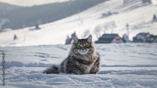Kot Syberyjski czyli puszystość na zimowym spacerze #456294567