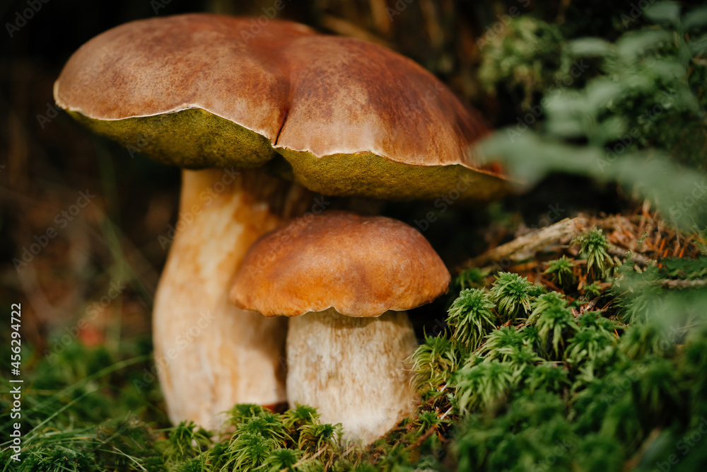 Two edible mushrooms on the edge of the forest. Close-up of nature food. Two edible mushrooms on the edge of the forest. Close-up of nature food.