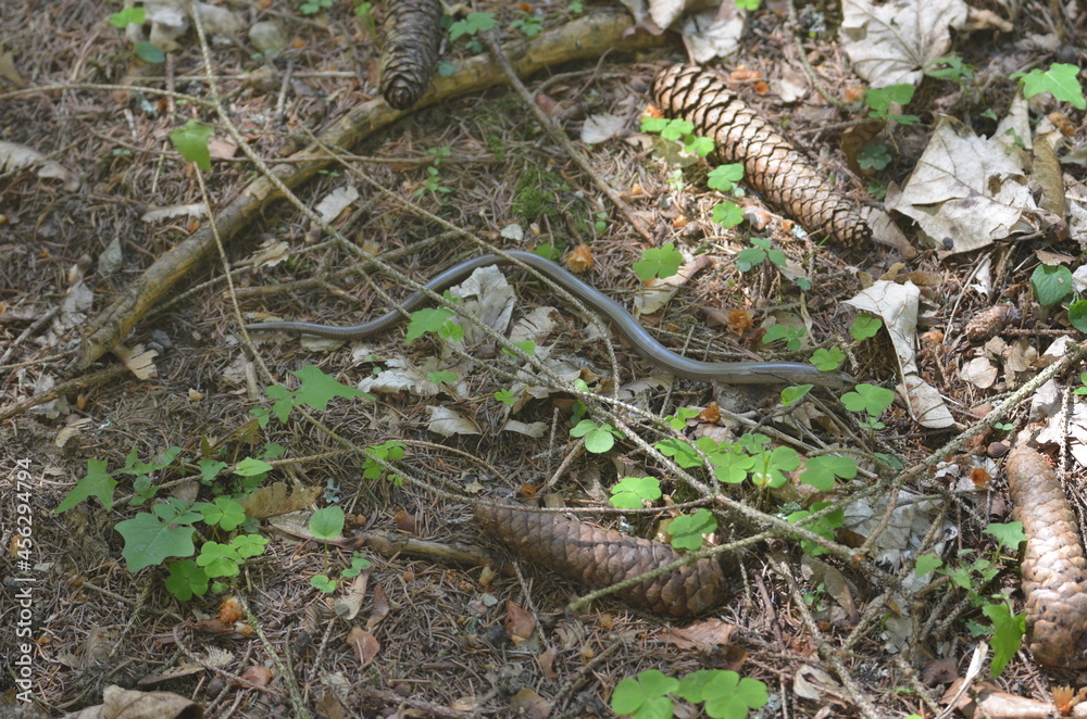 Blindschleiche Blindschleiche