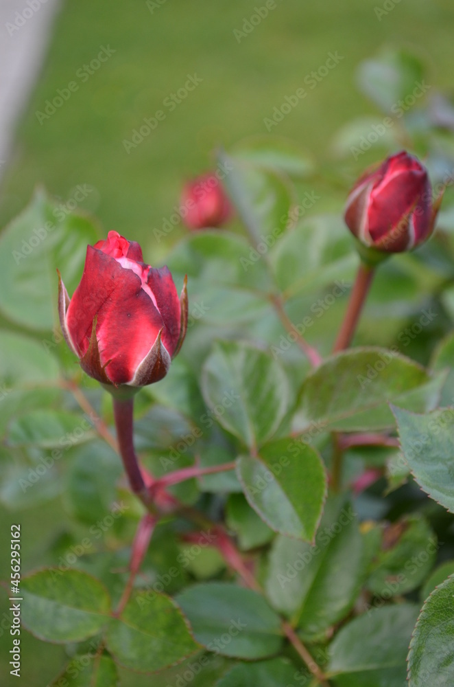 Gartenrosen Gartenrosen