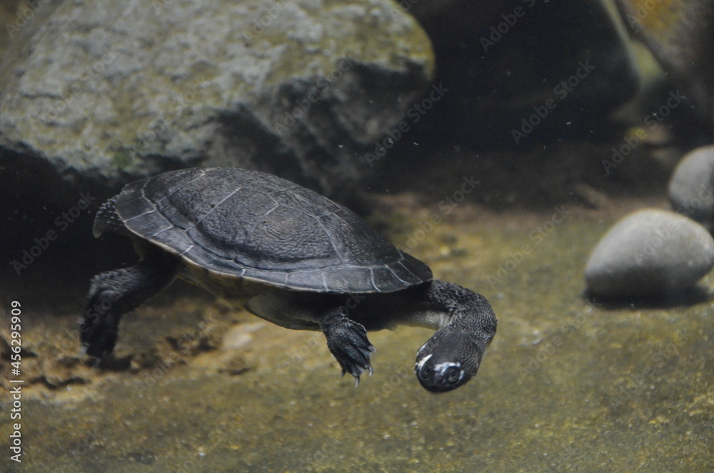 Fototapeta premium REPTILES