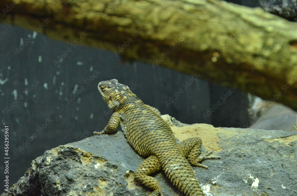 Obraz premium REPTILES