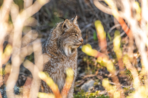 Photography Wild Canadian lynx seen in the wilderness of Yukon Territory, Canada during summer time with stunning face, fur and ear tufts