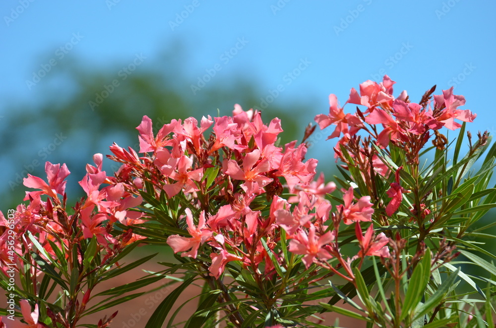 Blüten Oleander