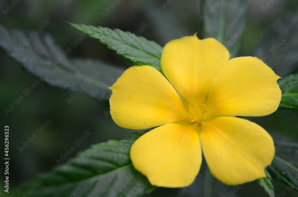 Fototapeta premium FLOR