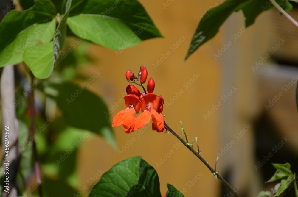 Blüte Blüte