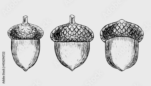 Acorns set Vector hand-drawn ink illustration Detailed engraving of acorn oak Realistic drawing of autumn oak nut Vintage retro fall acorn for decor Autumn mood Black and white vector illustration photo