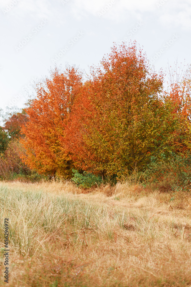 Vertical landscape of fall autumn orange trees and golden tall grass in Cape May, New Jersey. 